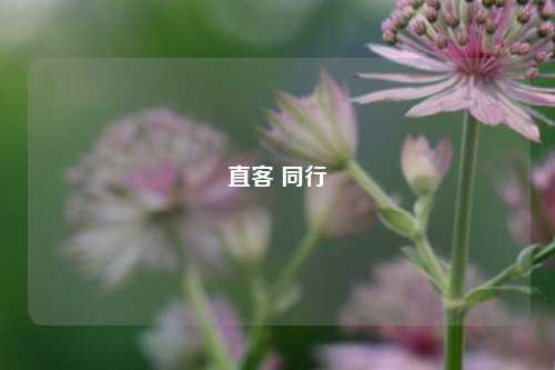 直客 同行  第1张