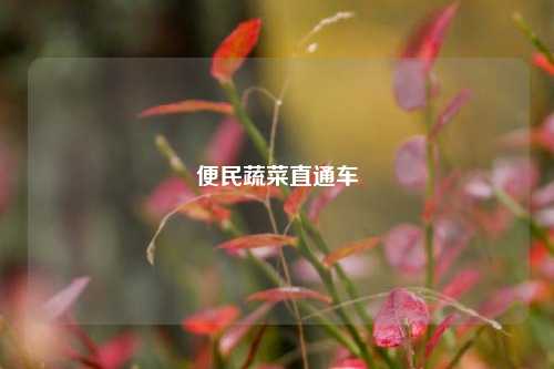 便民蔬菜直通车  第1张
