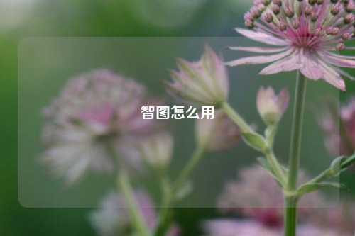 智图怎么用  第1张